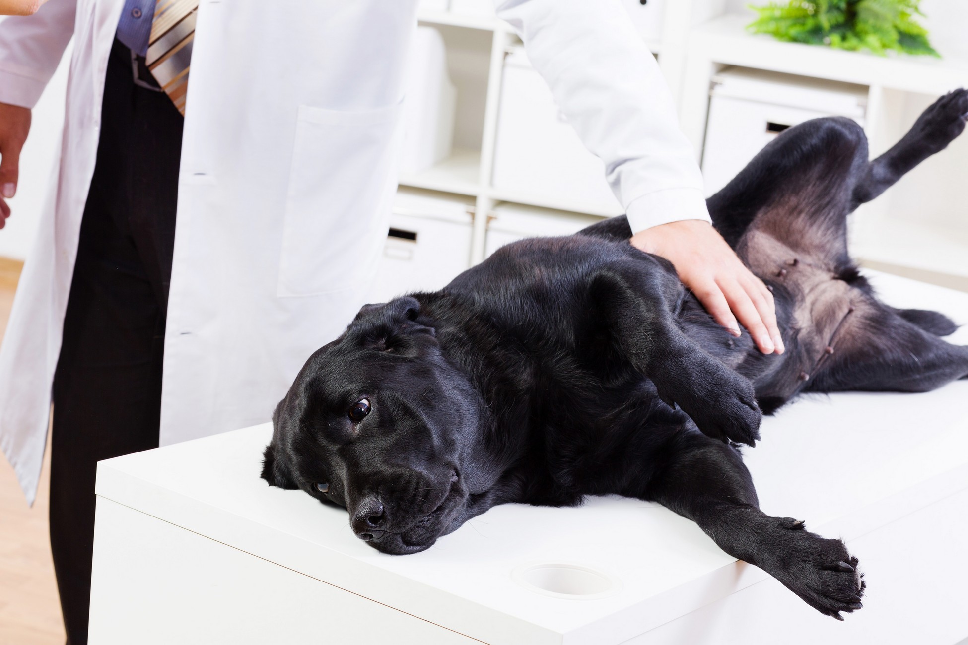 Veterinary Services in Oak Ridge, TN | Oak Ridge Veterinary Hospital